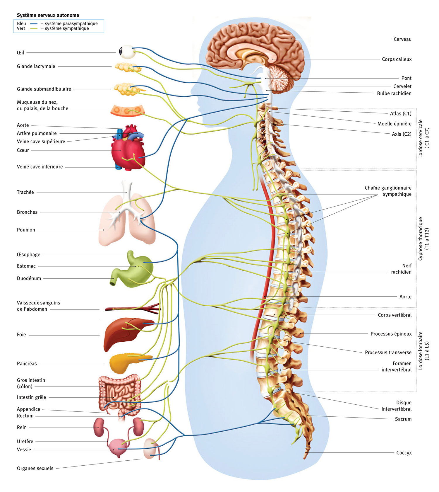 Neuro-spinal system